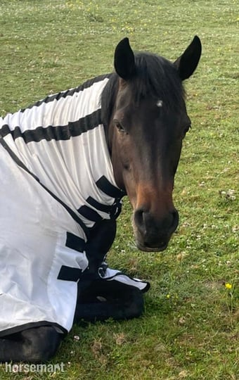 14.3hh Connie X TB Mare for Share