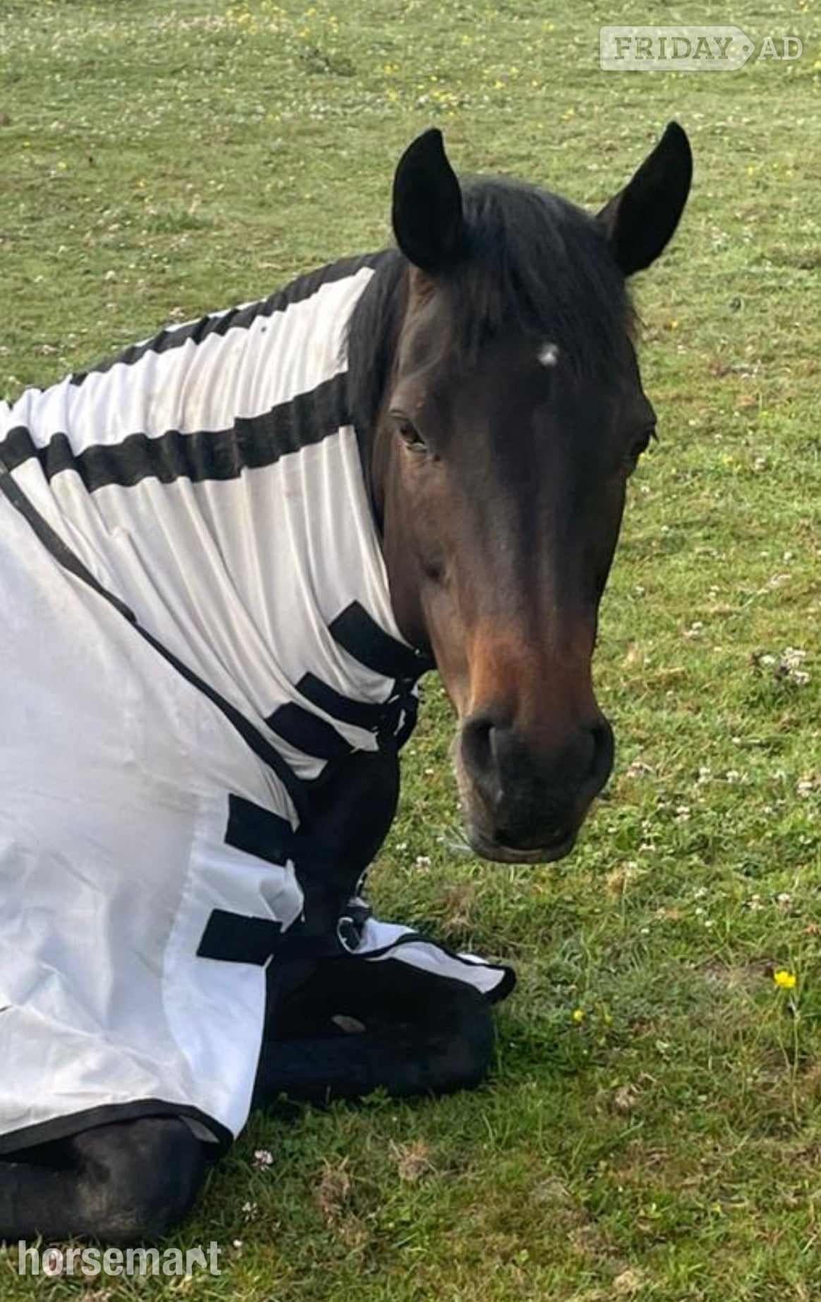 14.3hh Connie X TB Mare for Share in Cuckfield