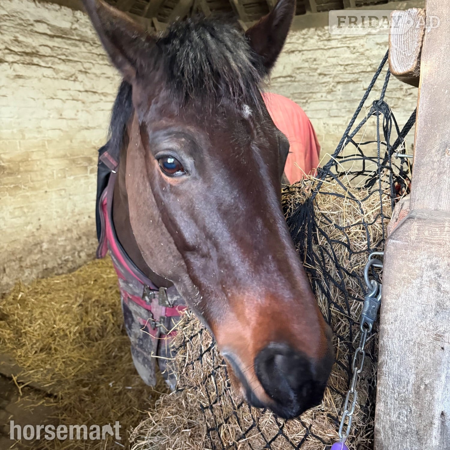14.3hh Connie X TB Mare for Share