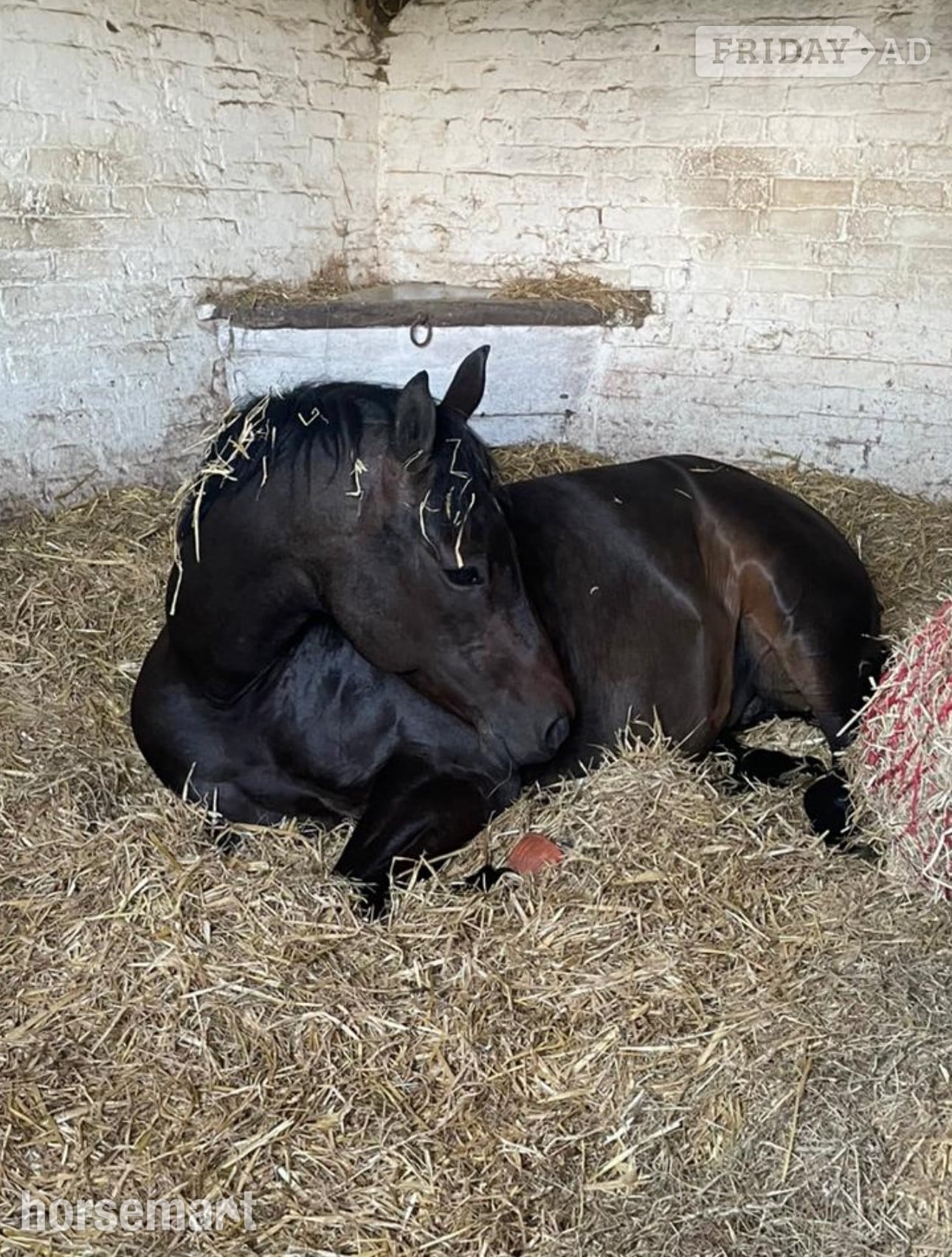 Cuckfield 14.3hh Connie X TB Mare for Share