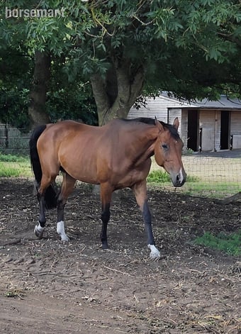 "Henchidee" Bay Mare Broodmare