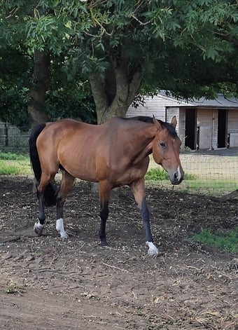 "Henchidee" Bay Mare Broodmare