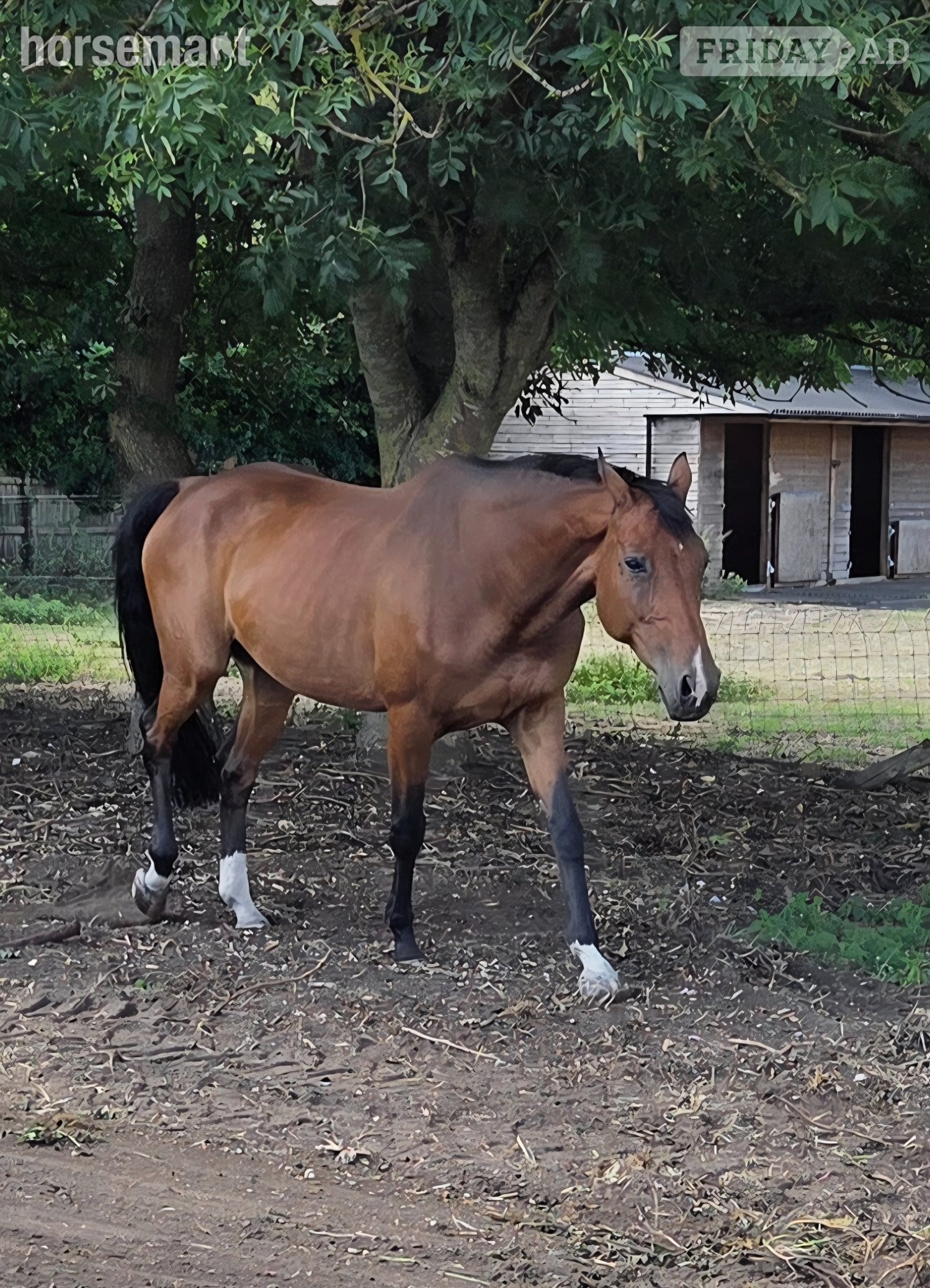 "Henchidee" Bay Mare Broodmare in Norwich