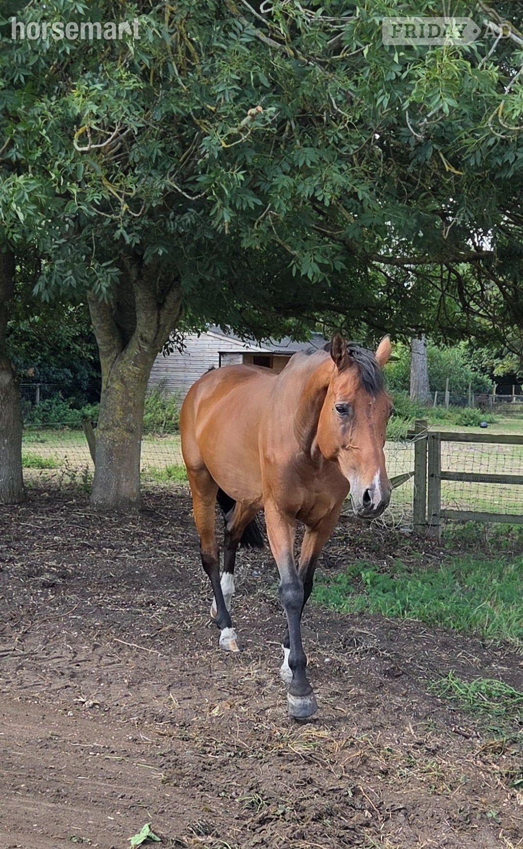 "Henchidee" Bay Mare Broodmare