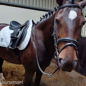 "Ebony" Dark Bay Mare All Rounder