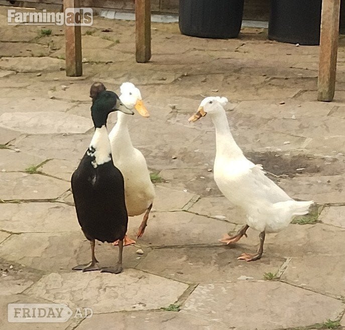 6 x Crested Indian Runner Duck Eggs for hatching in Ramsey St. Mary's