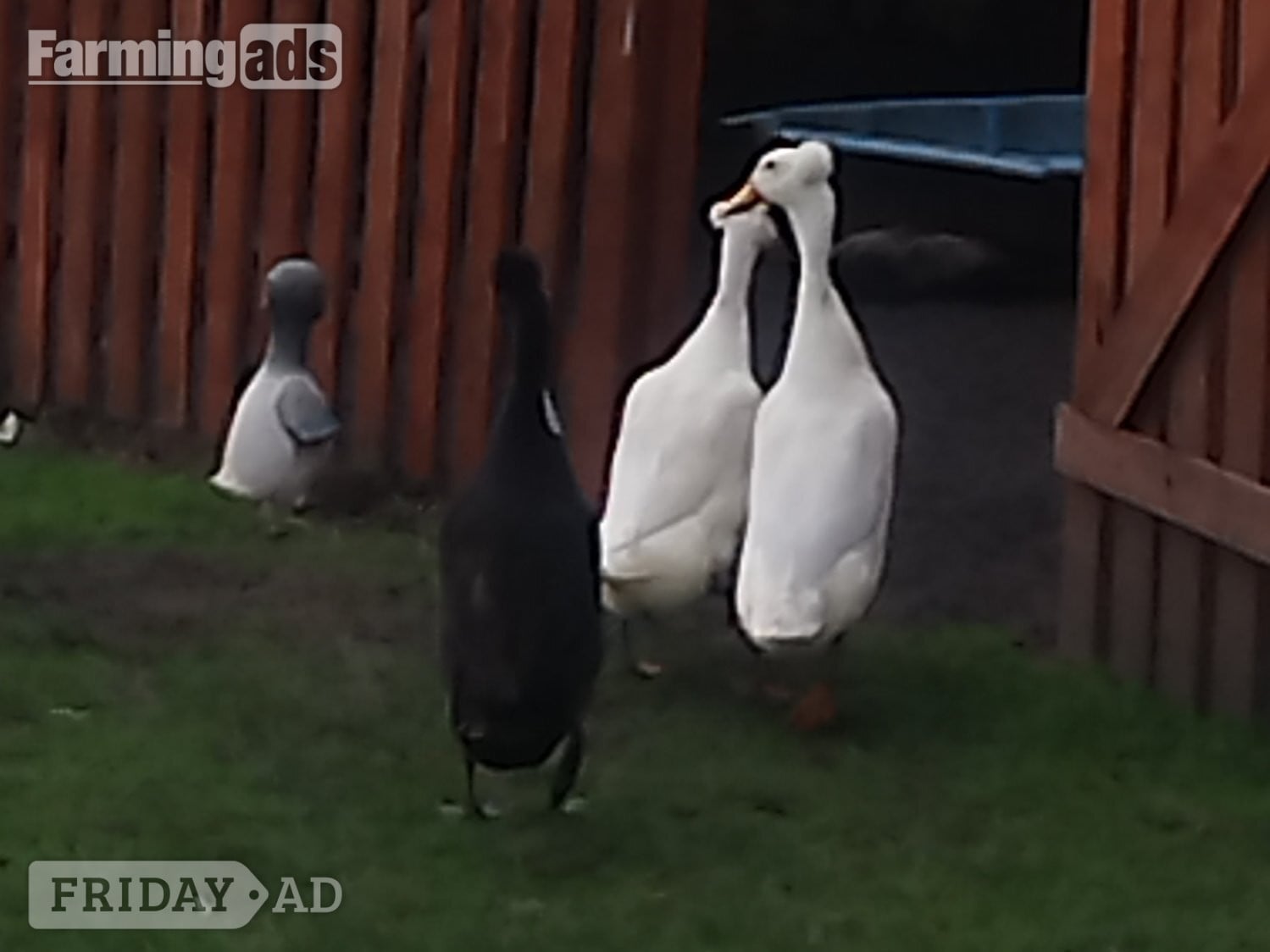 6 x Crested Indian Runner Duck Eggs for hatching