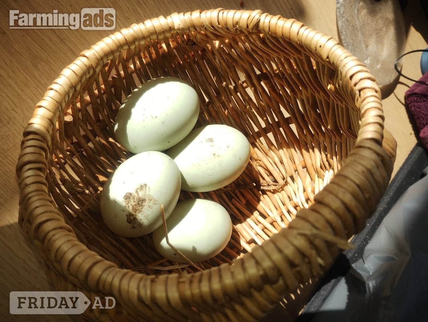 Ramsey St. Mary's 6 x Crested Indian Runner Duck Eggs for hatching