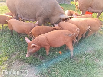 Tamworth weaners ready to re-home 