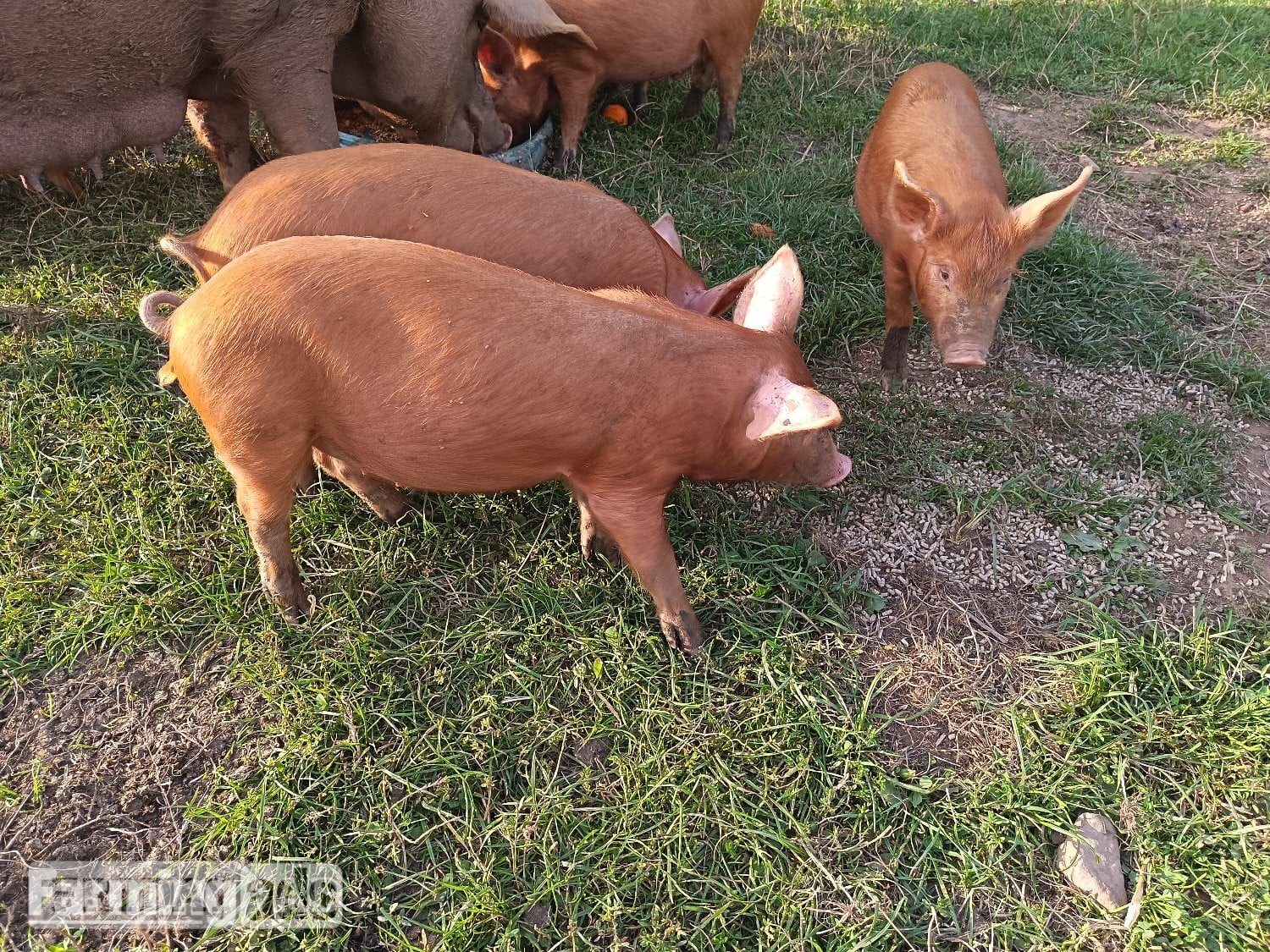 Tamworth weaners ready to re-home 