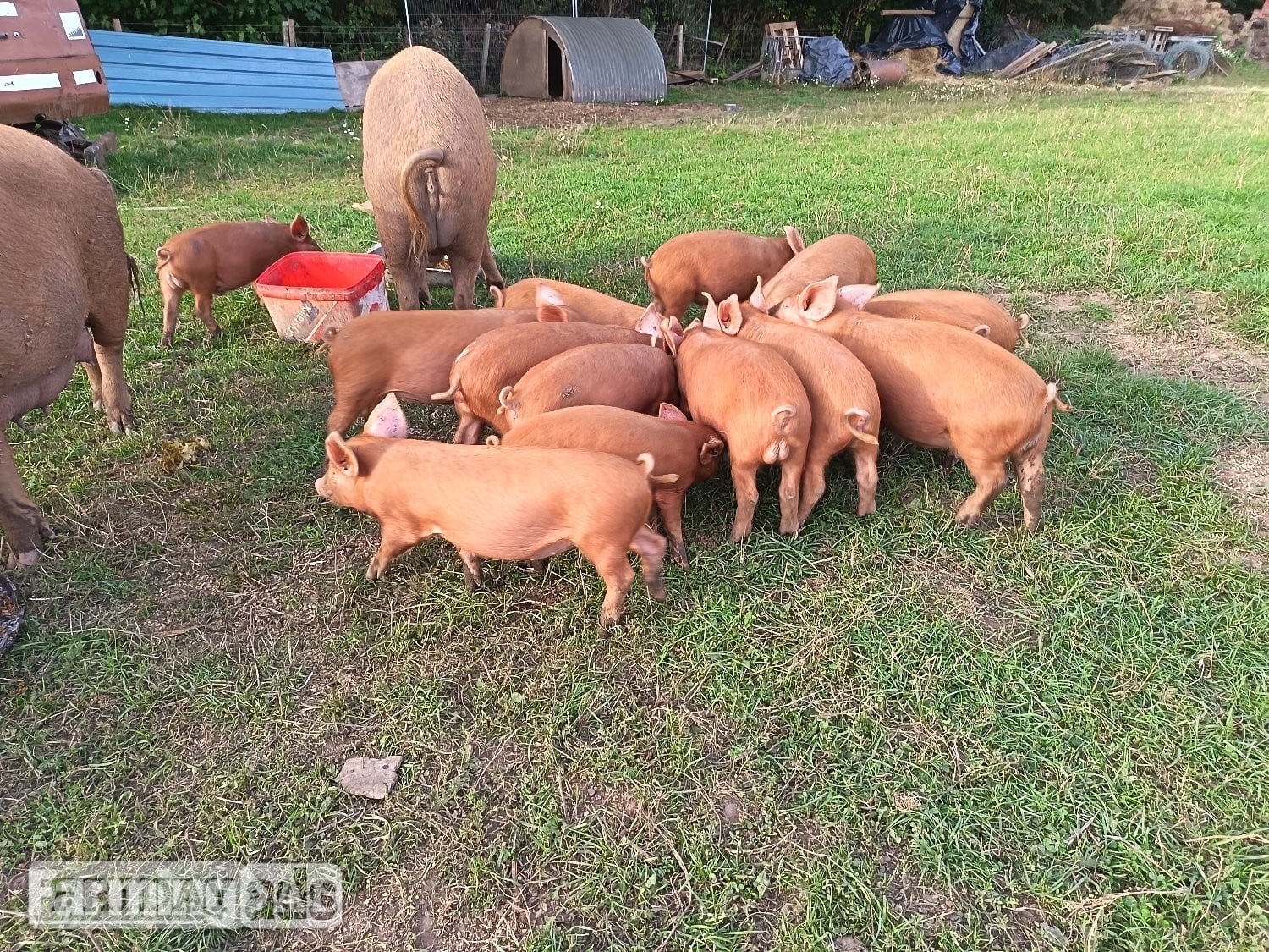 Duns Tamworth weaners ready to re-home 