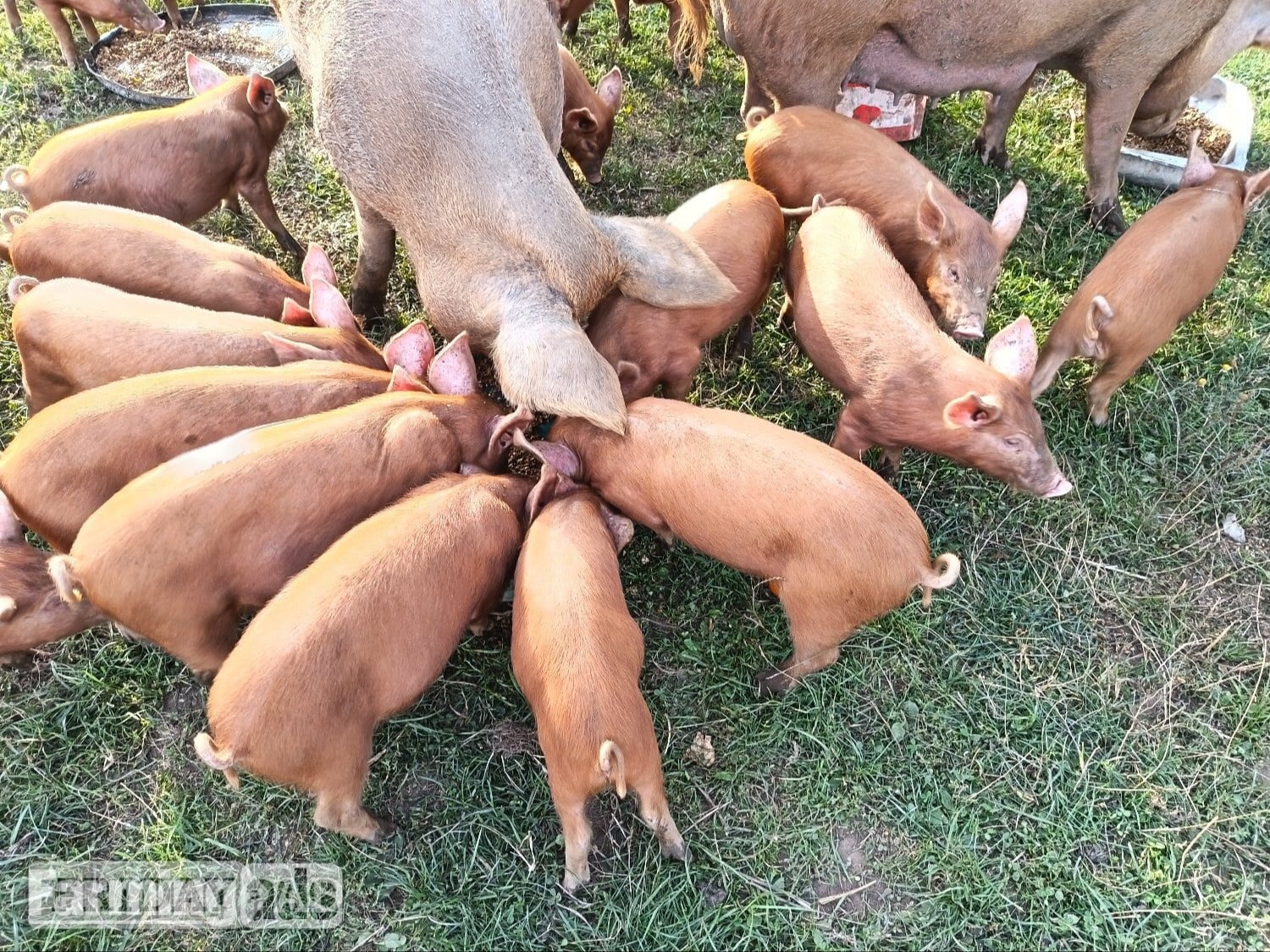 Tamworth weaners ready to re-home  - Livestock in Duns