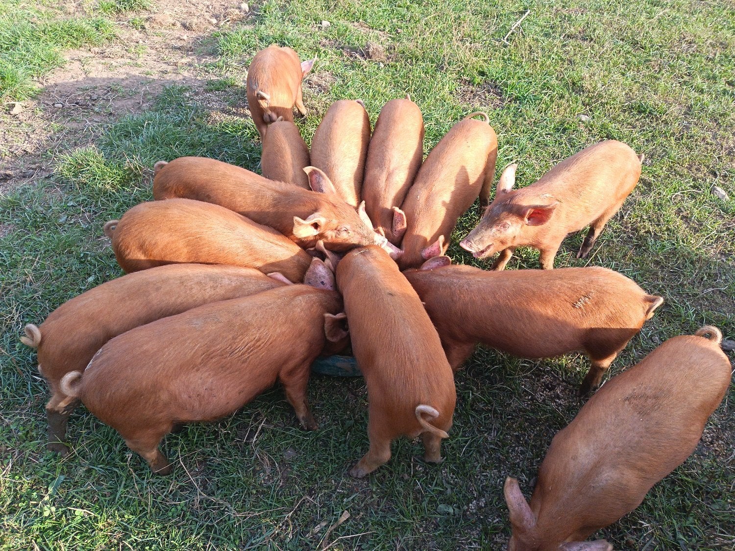 Tamworth growers ready to re-home  - Livestock