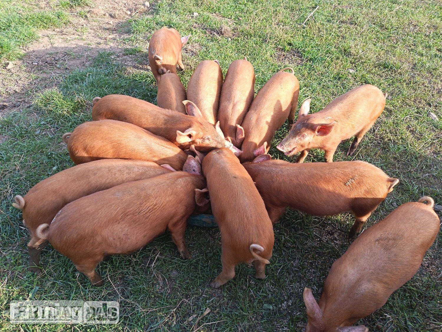 Tamworth weaners ready to re-home  - Livestock