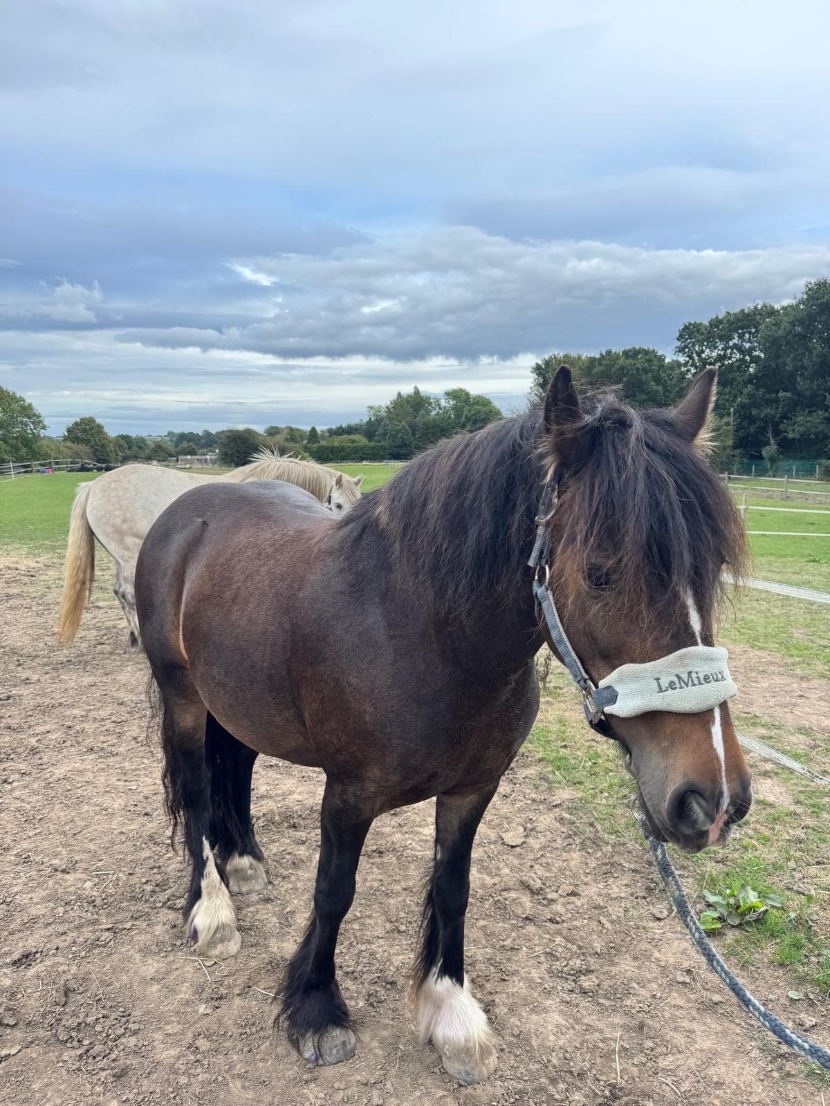 "Lola" Dark Bay Mare Pony Club Pony