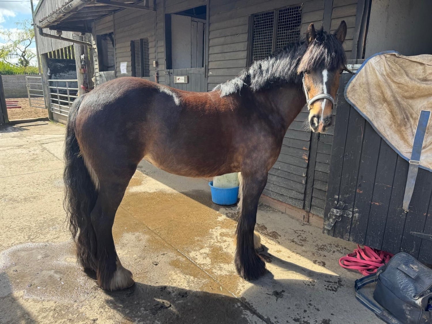 Leeds "Lola" Dark Bay Mare Pony Club Pony