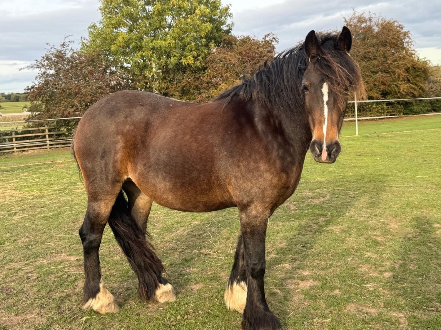 "Lola" Dark Bay Mare Pony Club Pony - Horses in Leeds