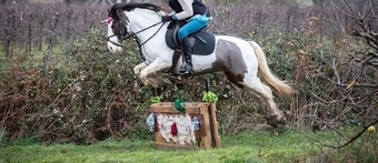 "Bow" Coloured Mare Pony Club Pony