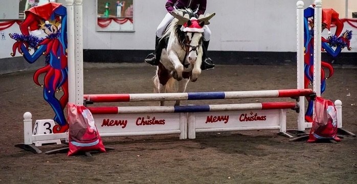 "Bow" Coloured Mare Pony Club Pony