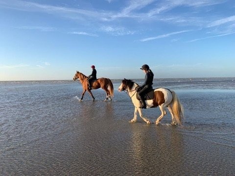 Matfield "Bow" Coloured Mare Pony Club Pony