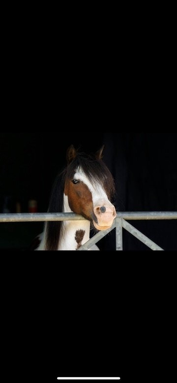 "Bow" Coloured Mare Pony Club Pony - Horses in Matfield