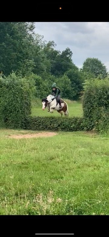 "Bow" Coloured Mare Pony Club Pony - Horses