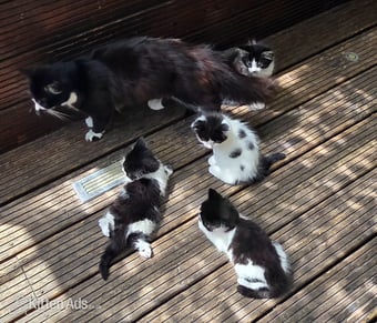 Cute kittens for sale (NEED GONE ASAP)