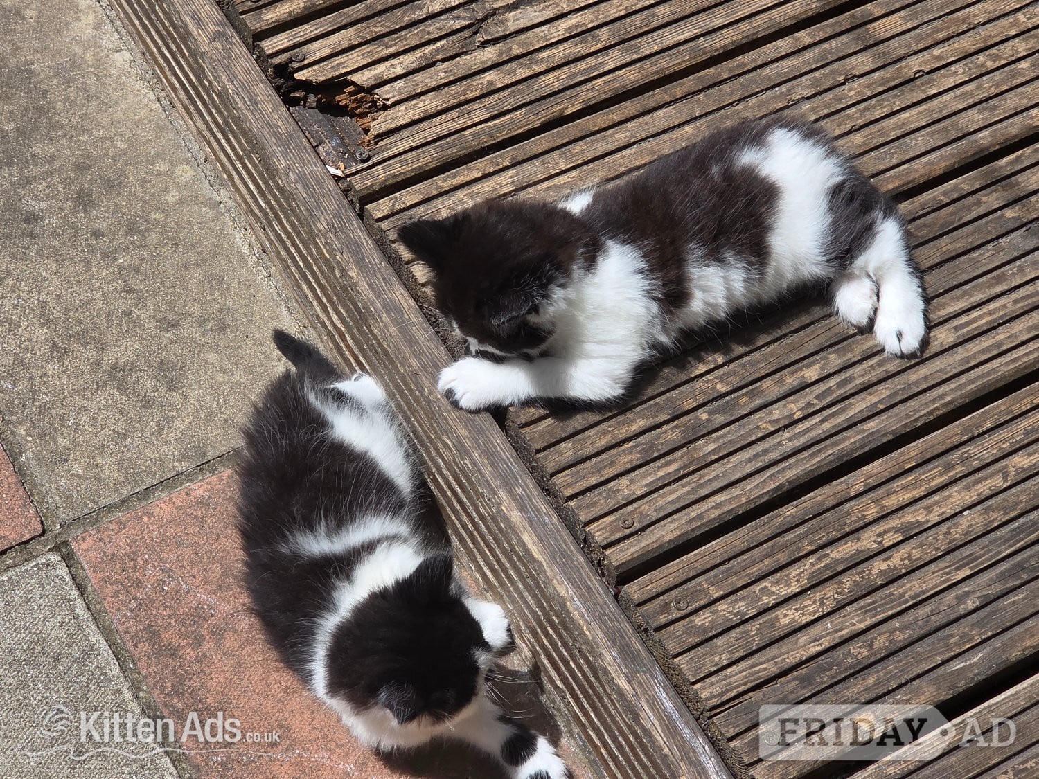 Cute kittens for sale (NEED GONE ASAP) - Cats & Kittens