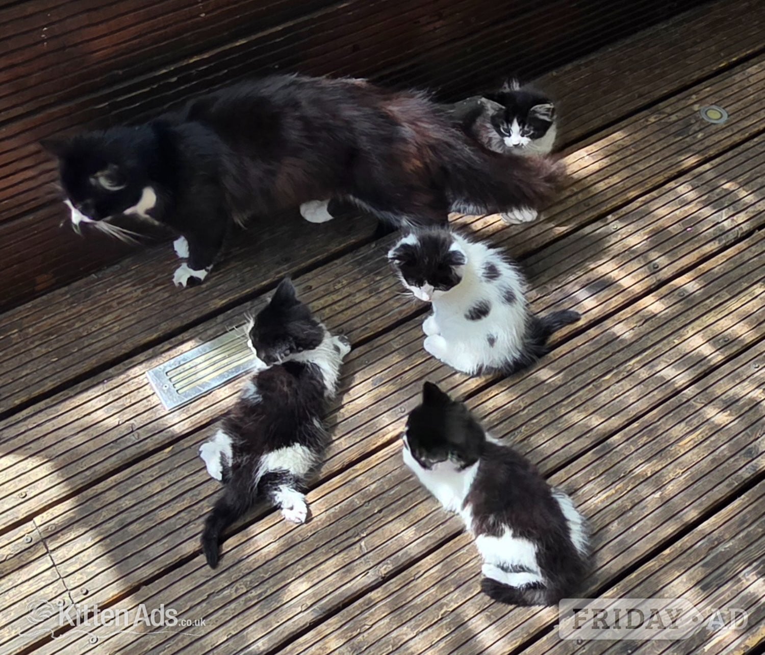 Cute kittens for sale (NEED GONE ASAP) in London