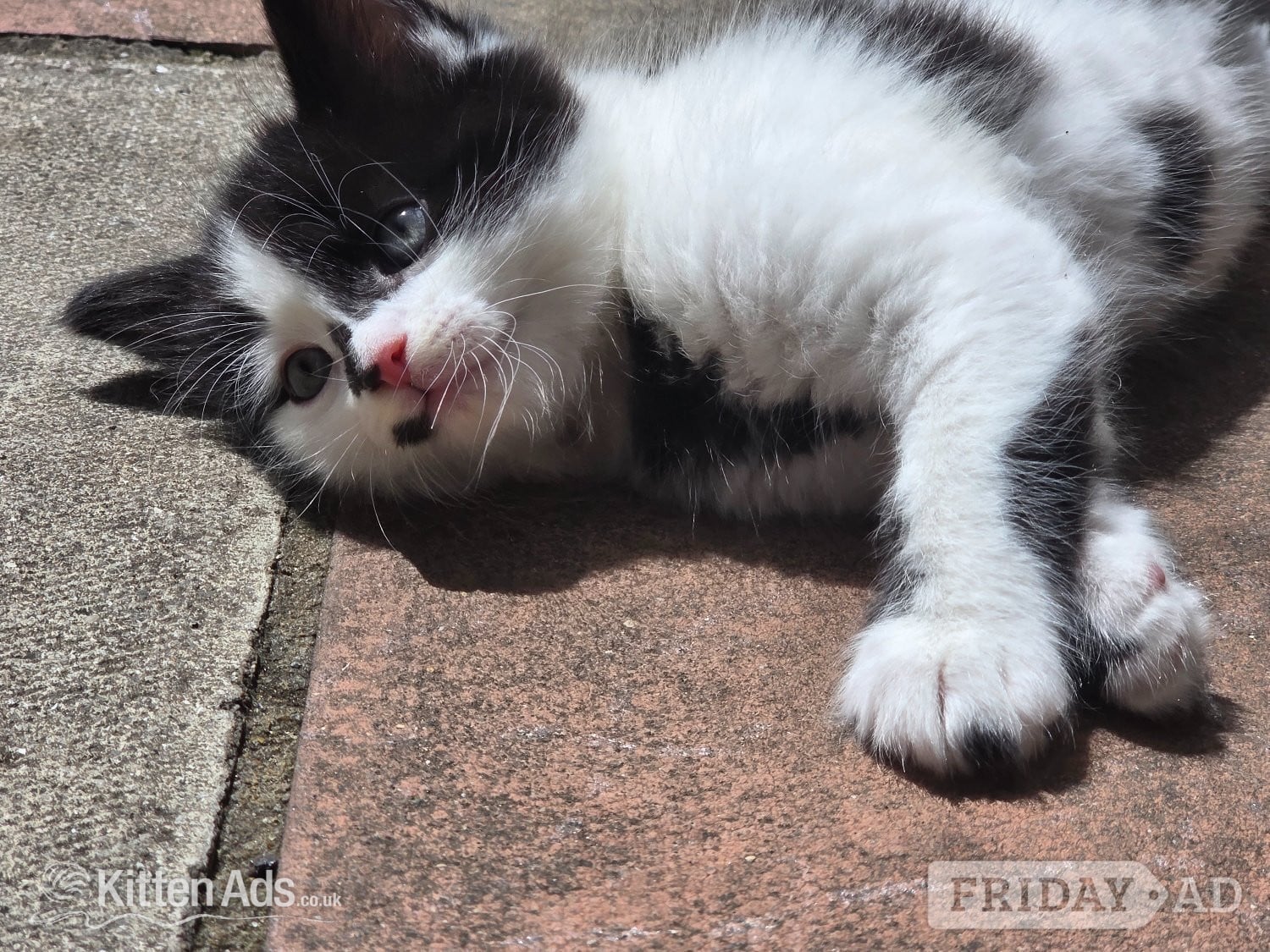 London Cute kittens for sale (NEED GONE ASAP)