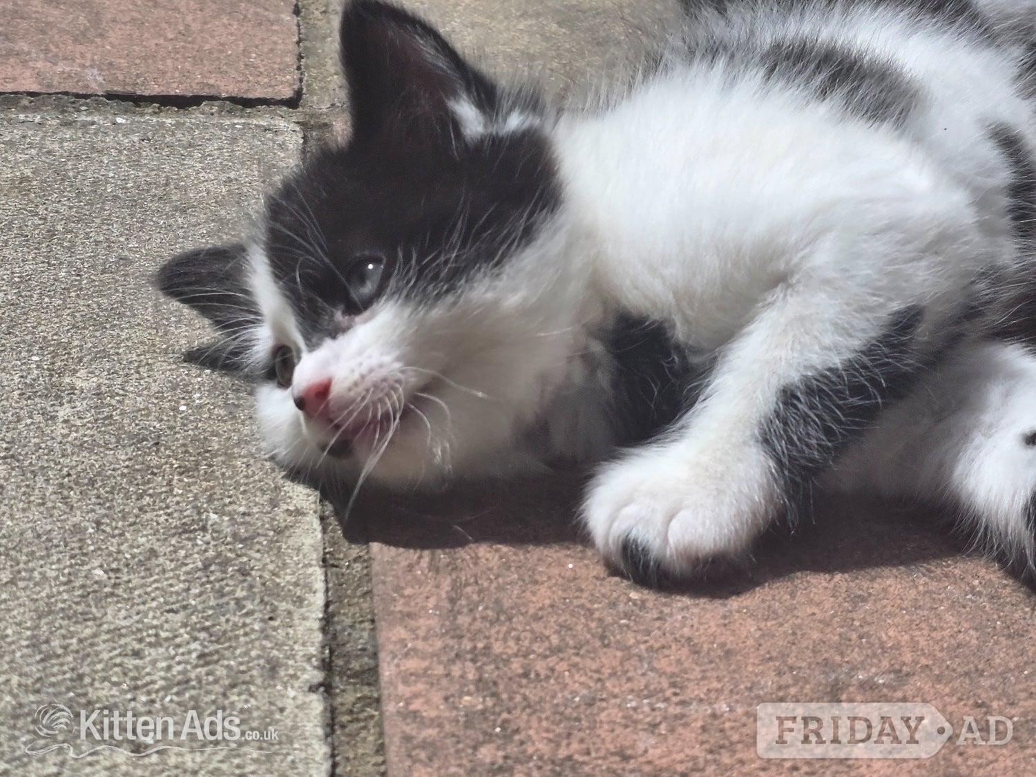 Cute kittens for sale (NEED GONE ASAP) - Cats & Kittens in London