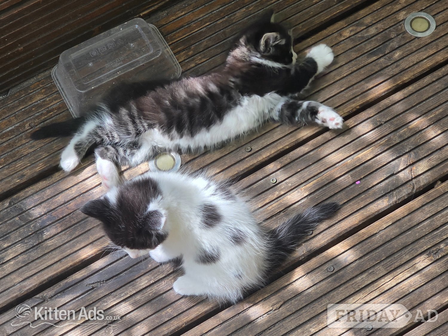 Cute kittens for sale (NEED GONE ASAP)