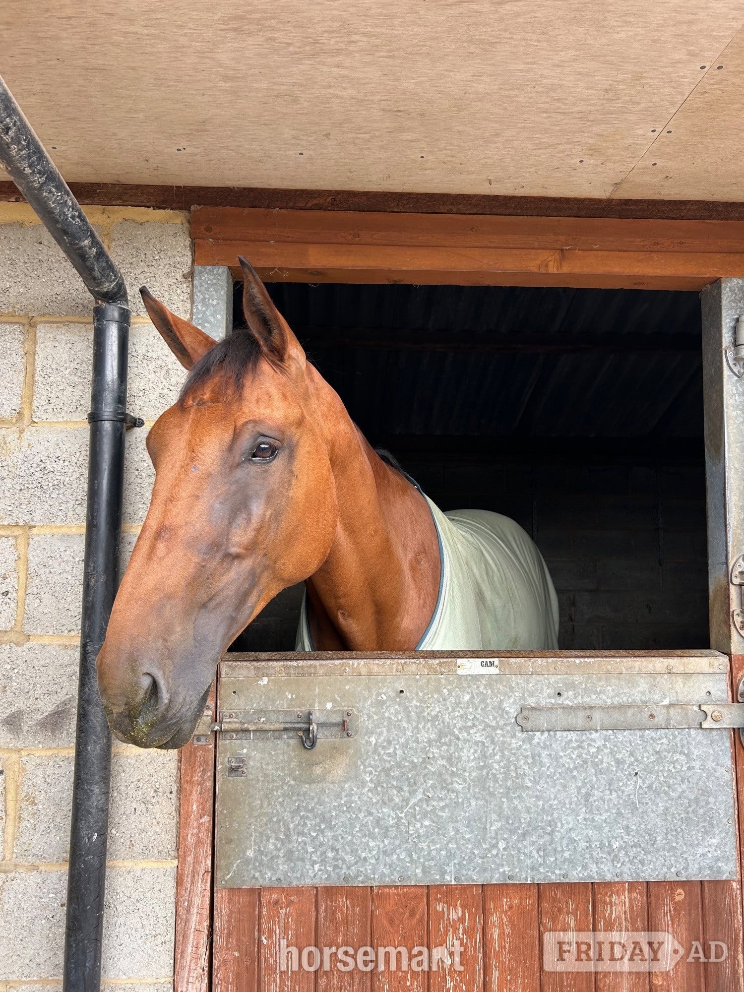 "Boris" Bay Gelding Riding Club Horse in Hook
