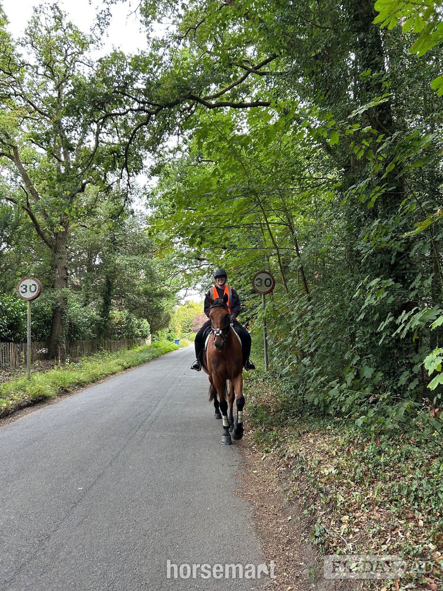 "Boris" Bay Gelding Riding Club Horse