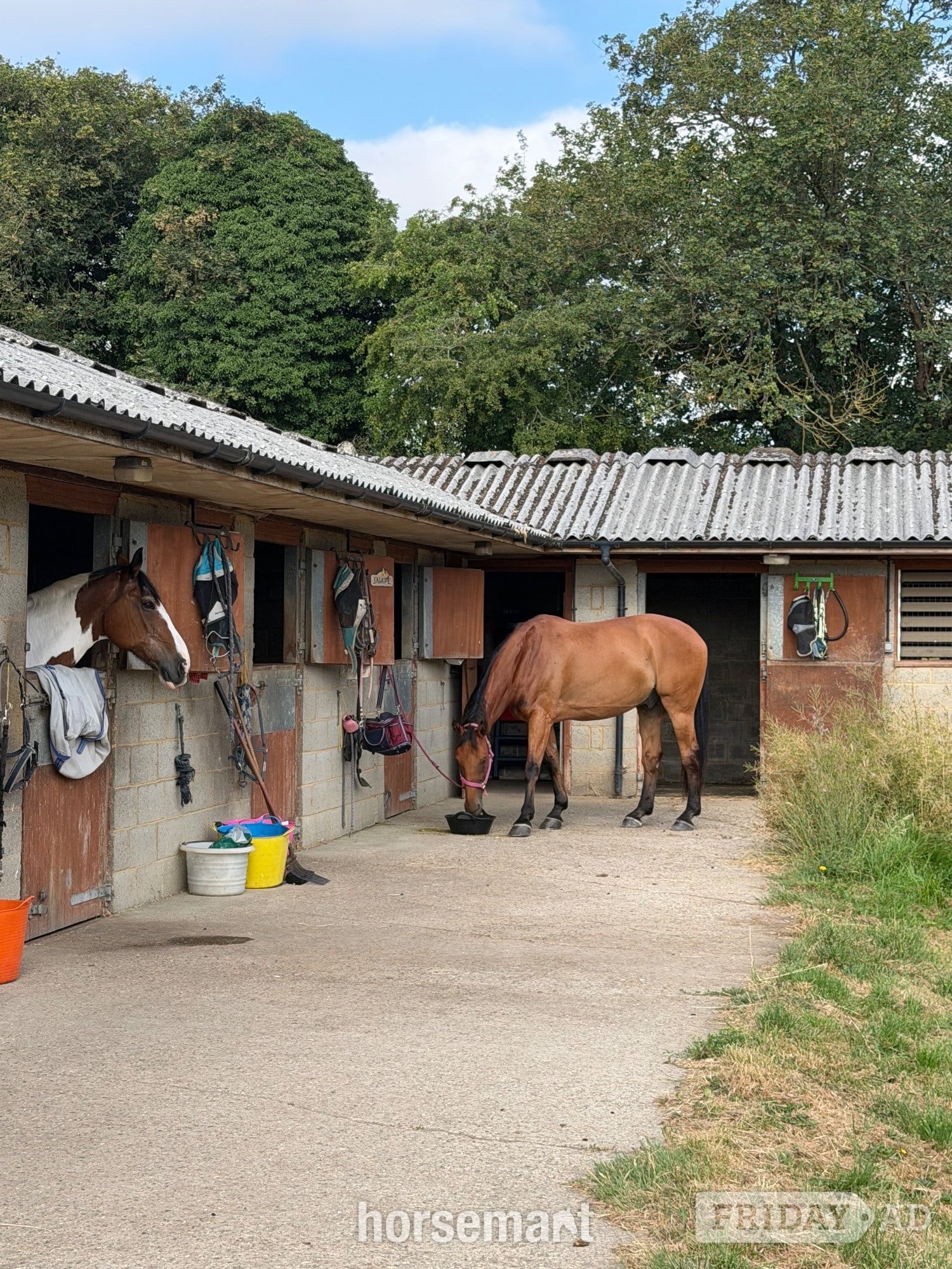 Hook "Boris" Bay Gelding Riding Club Horse