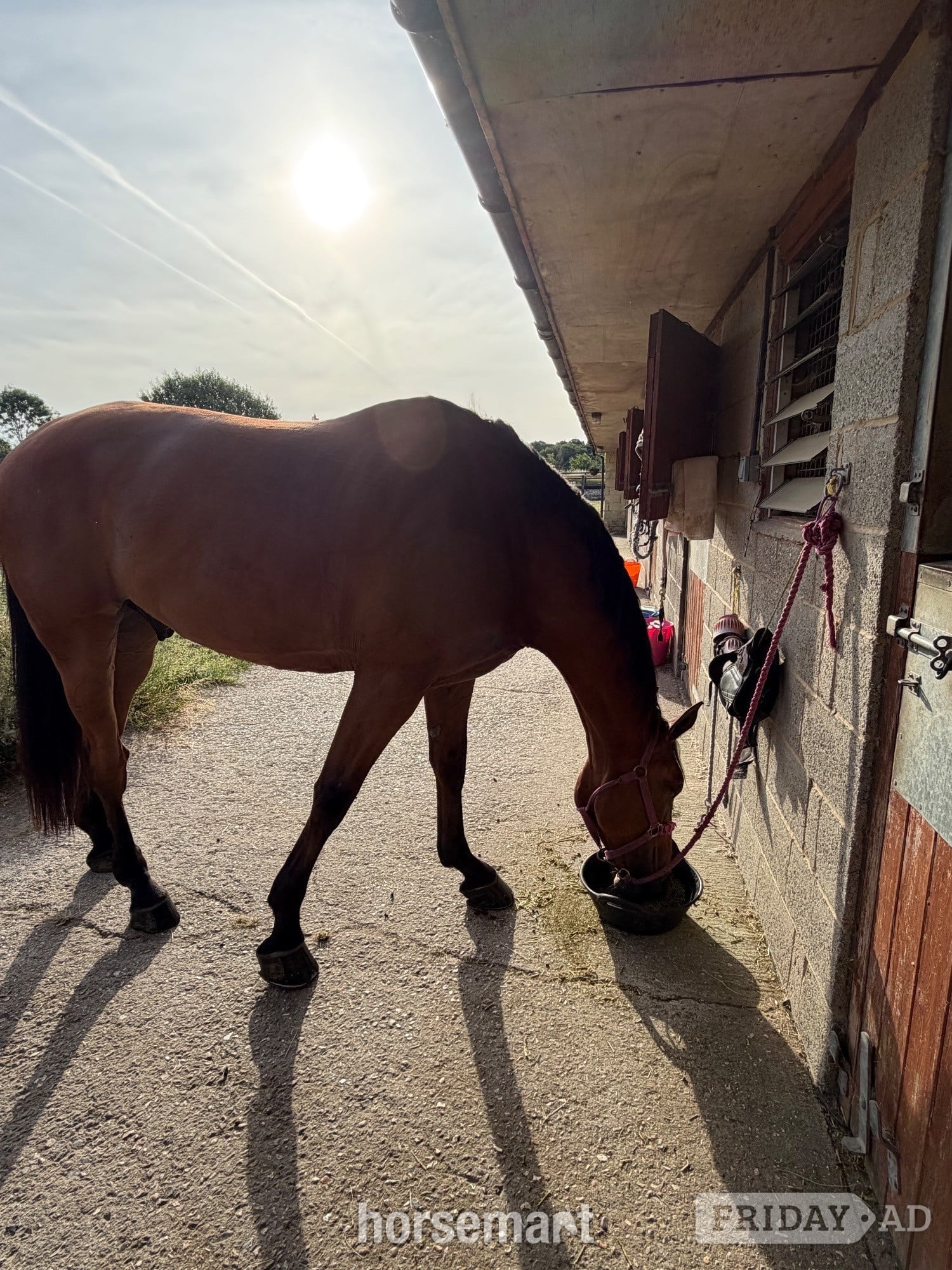 "Boris" Bay Gelding Riding Club Horse - Horses in Hook