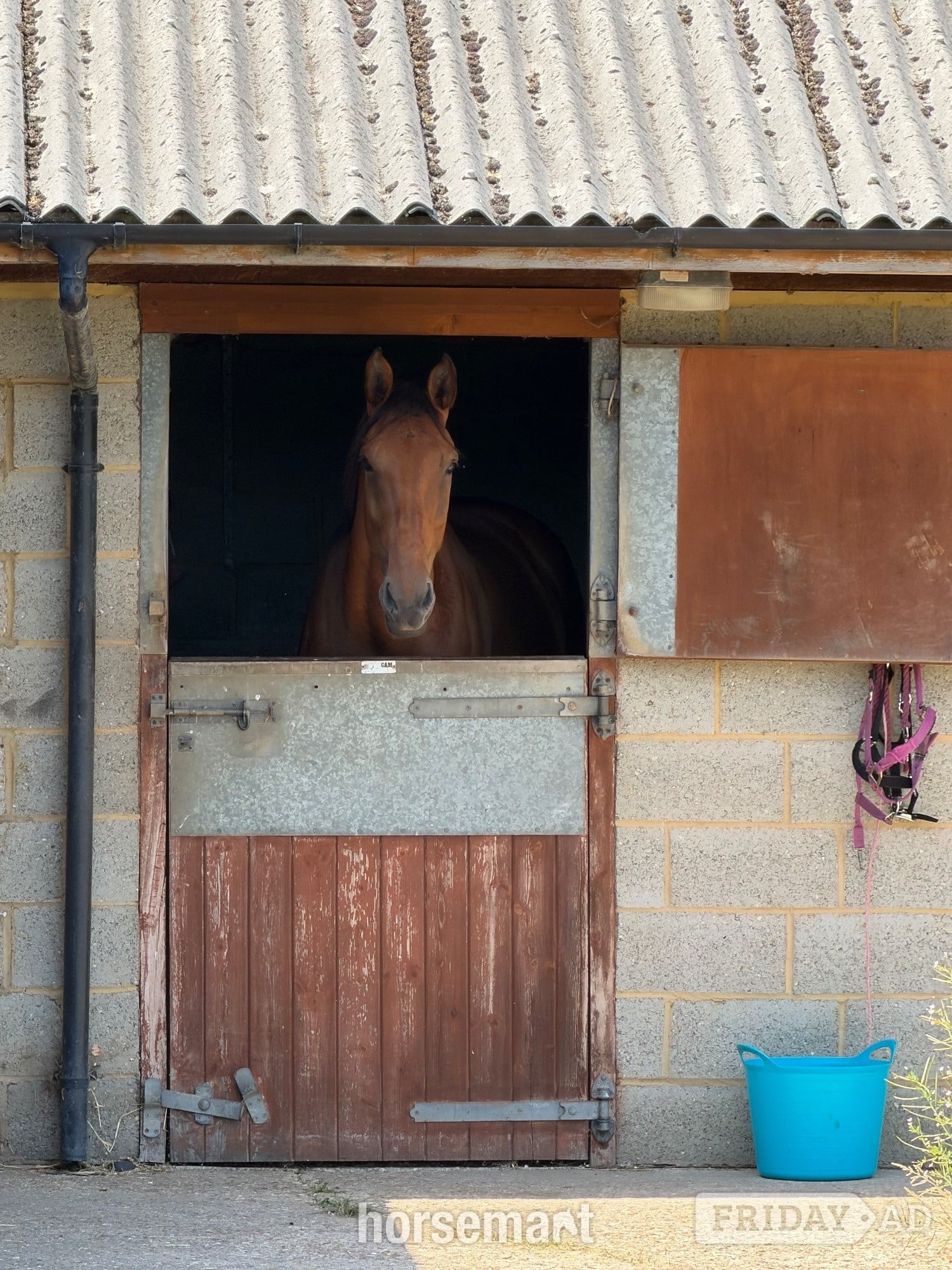 "Boris" Bay Gelding Riding Club Horse - Horses