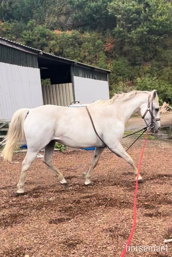 "Promsy " Grey Mare Family Horse