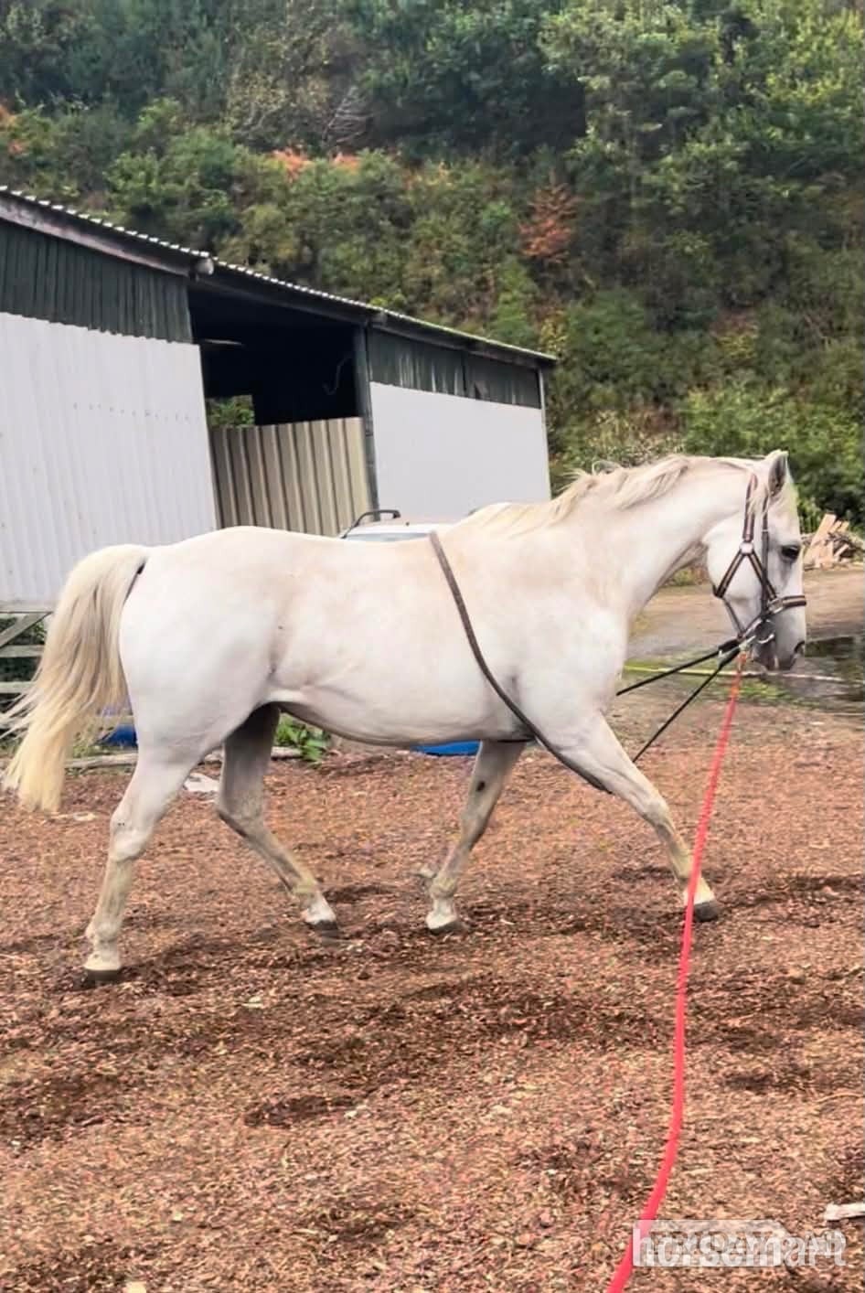 "Promsy " Grey Mare Family Horse in Swansea
