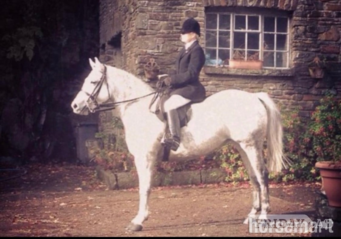 Swansea "Promsy " Grey Mare Family Horse