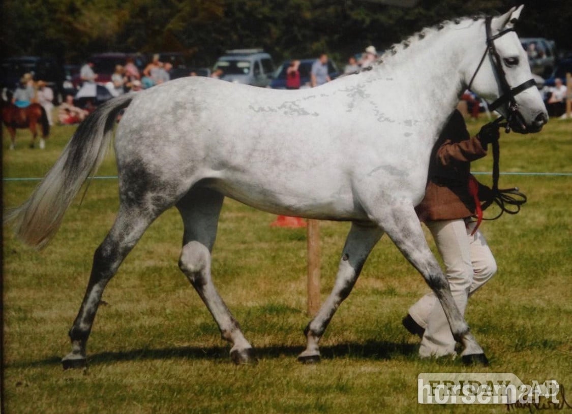"Promsy " Grey Mare Family Horse - Horses in Swansea