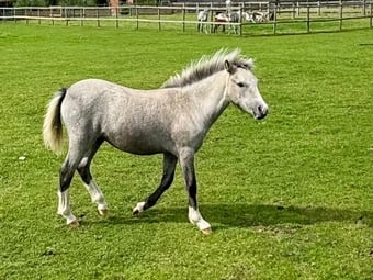 "Stormy Wren " Grey Filly Youngstock / Foal