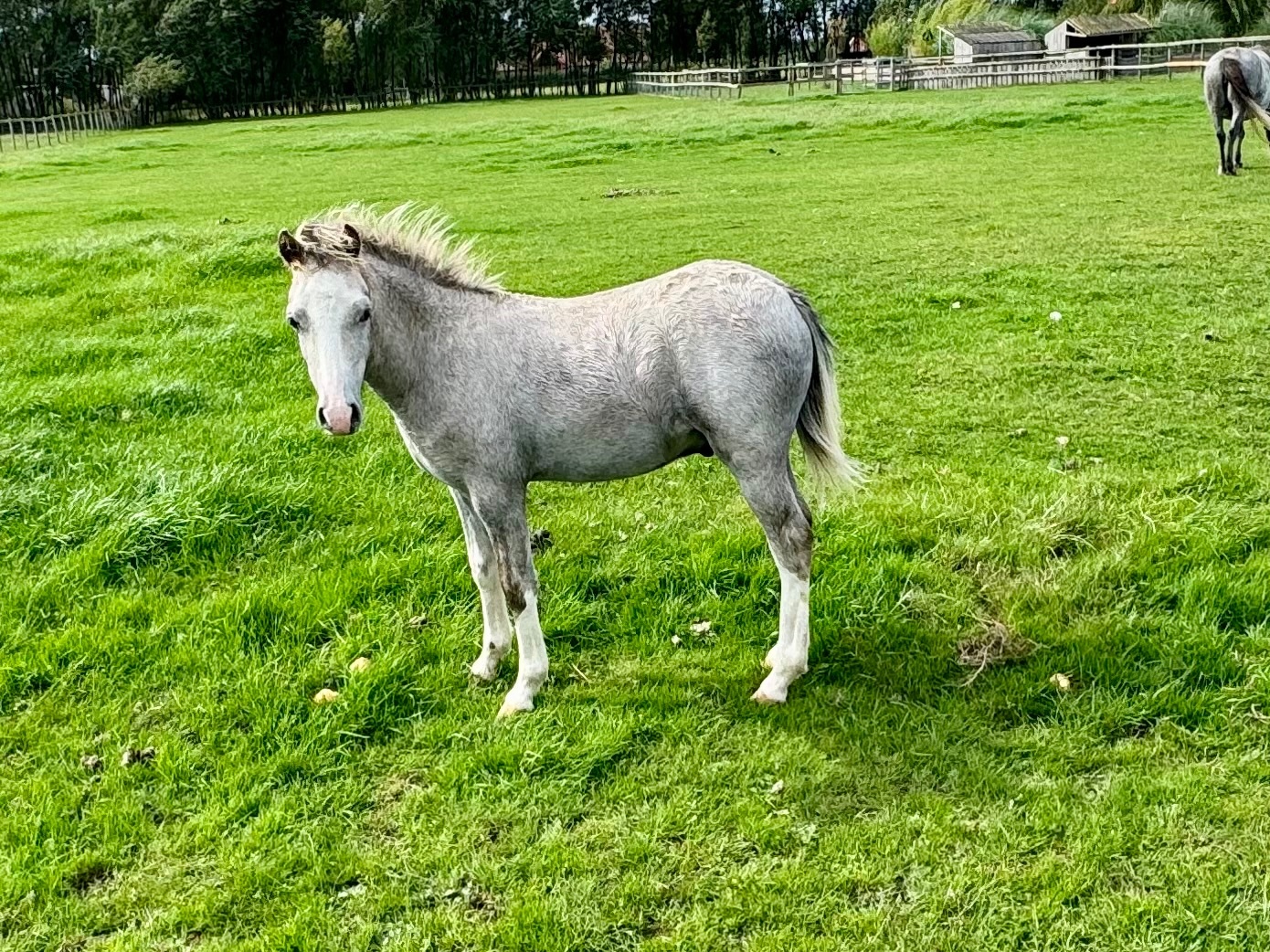 "Stormy Wren " Grey Filly Youngstock / Foal