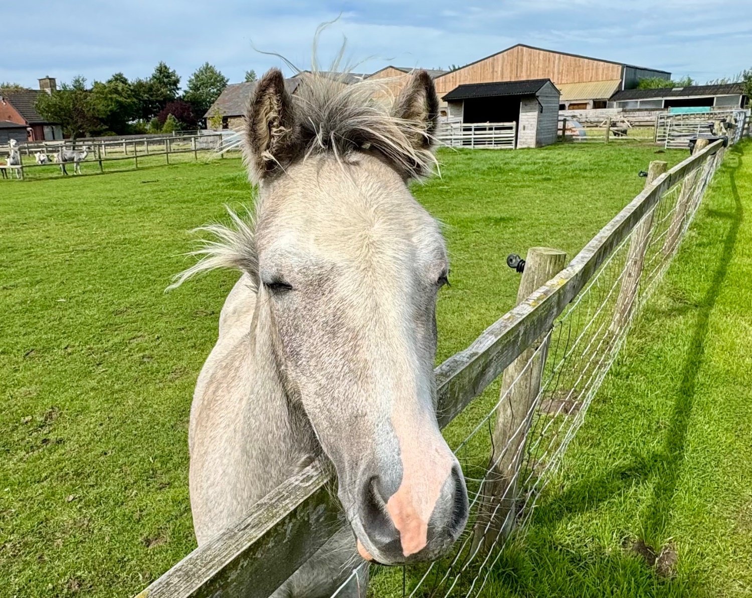 Pilling "Stormy Wren " Grey Filly Youngstock / Foal