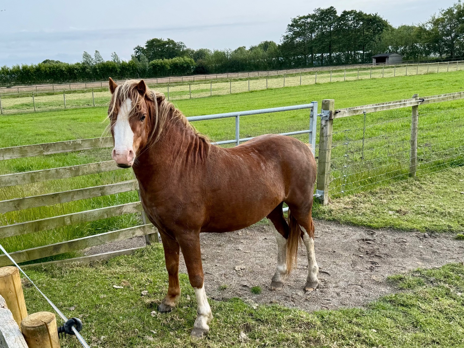 "Stormy Wren " Grey Filly Youngstock / Foal - Horses in Pilling