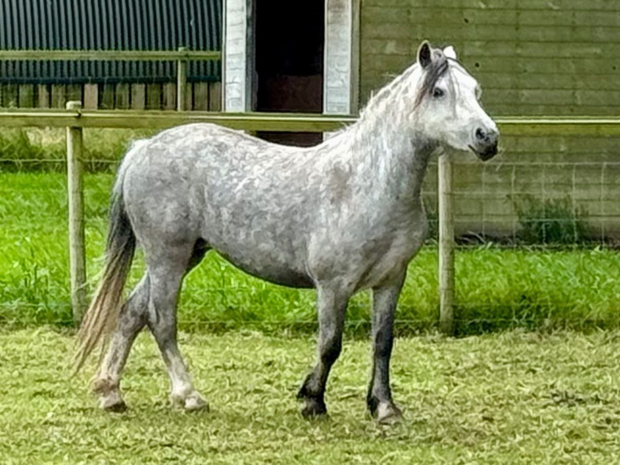 "Stormy Wren " Grey Filly Youngstock / Foal - Horses