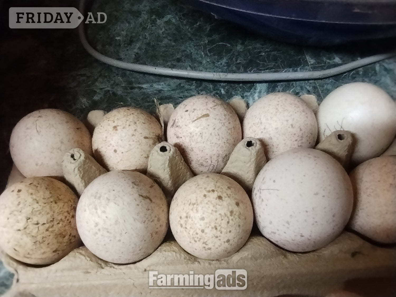 6 x Bourbon Red Turkey eggs for hatching in Ramsey St. Mary's