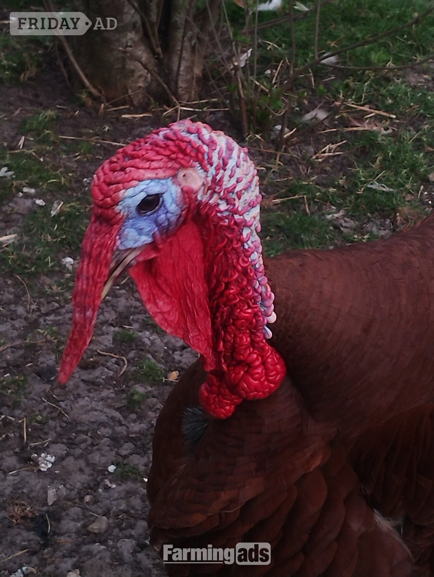 6 x Bourbon Red Turkey eggs for hatching