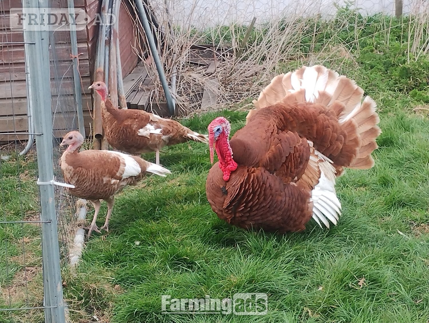 Ramsey St. Mary's 6 x Bourbon Red Turkey eggs for hatching