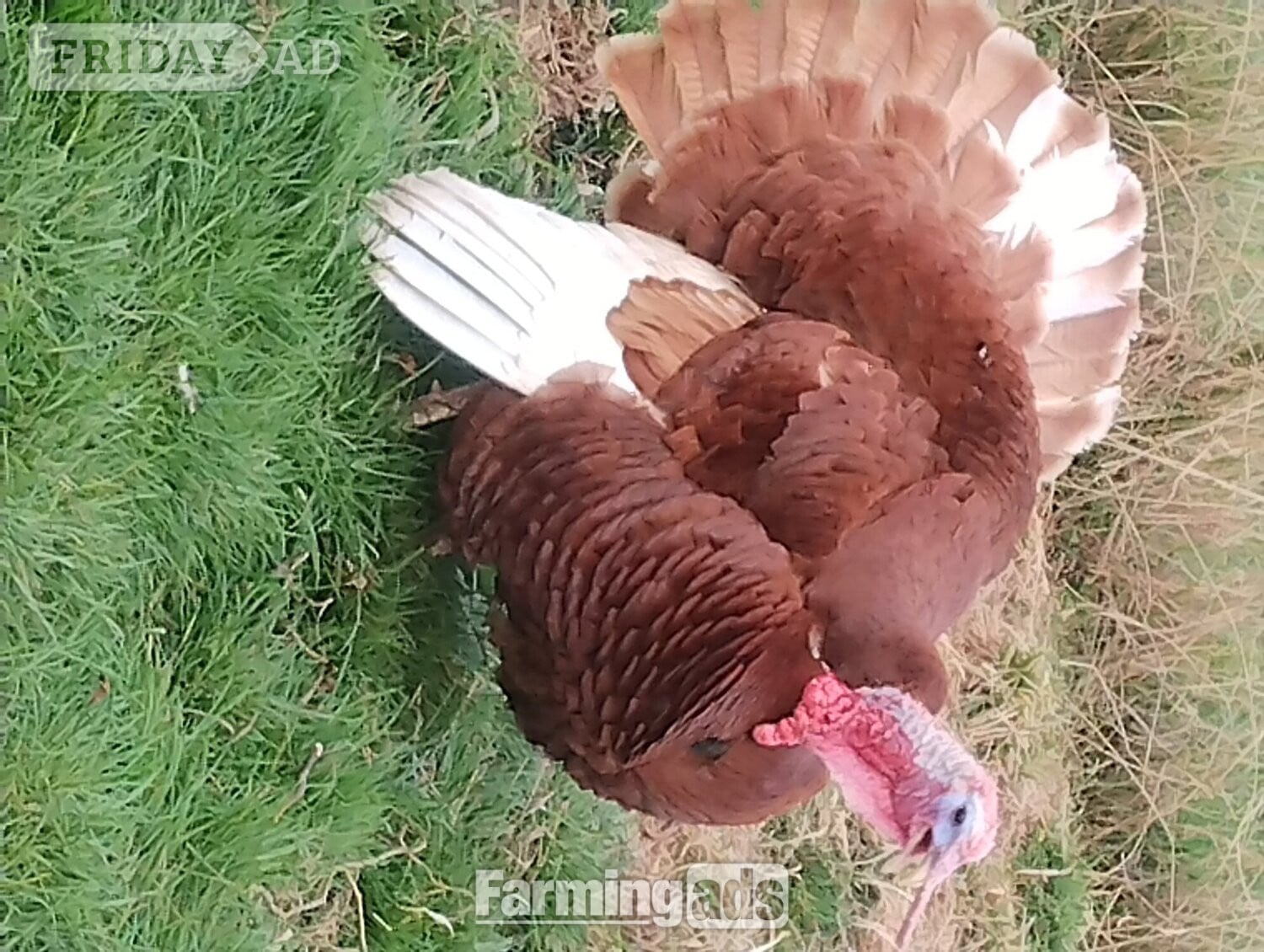 6 x Bourbon Red Turkey eggs for hatching - Poultry in Ramsey St. Mary's